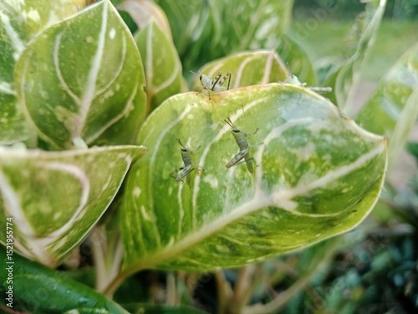 Obraz Little Grasshopper Perched on a Fresh Green Leaf