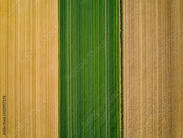 Fototapeta Aerial view of agricultural fields with a vibrant green crop strip sandwiched between two golden brown harvested or dry crop fields showing parallel lines and clear borders