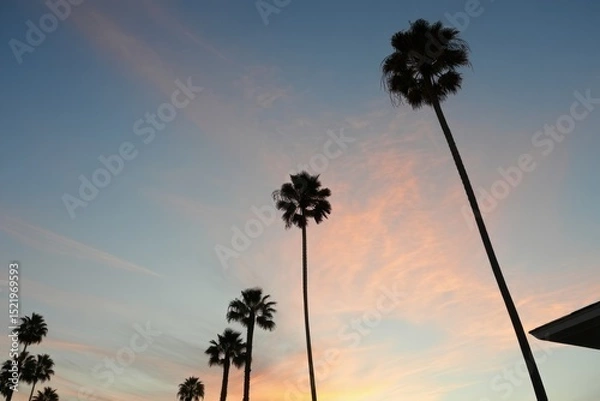 Fototapeta Tall palm trees silhouetted against a pastel-colored sky at sunset with soft clouds and a peaceful atmosphere