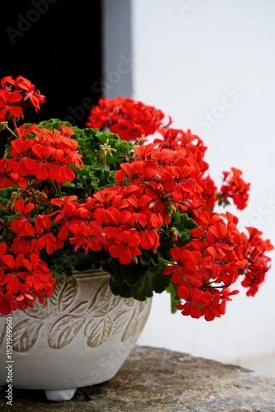 Fototapeta Bright red geranium flowers blooming abundantly in an ornate beige ceramic pot placed on a rustic stone surface against a white and dark background