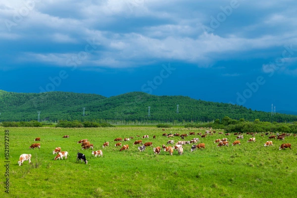 Fototapeta The herd of cattle on the vast grassland of Hulunbuir in Inner Mongolia Autonomous Region, China