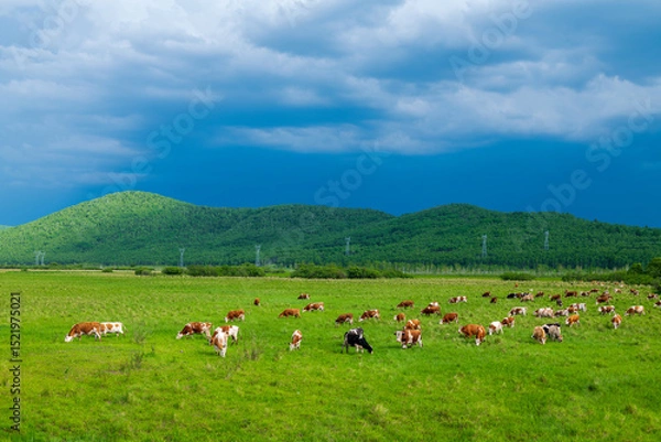 Fototapeta The herd of cattle on the vast grassland of Hulunbuir in Inner Mongolia Autonomous Region, China
