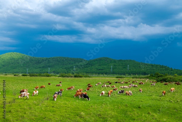 Fototapeta The herd of cattle on the vast grassland of Hulunbuir in Inner Mongolia Autonomous Region, China