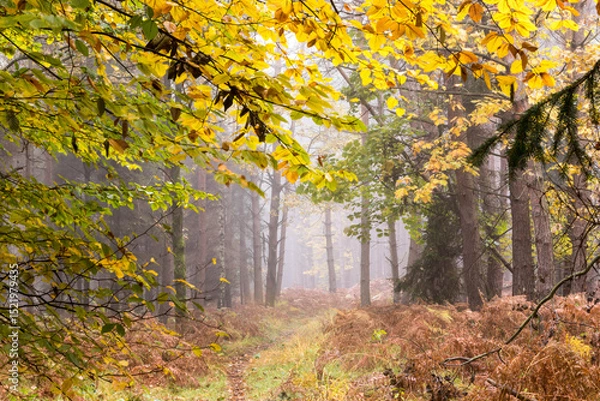Obraz jesienna dróżka leśna o poranku