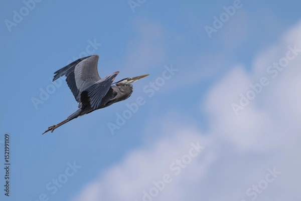 Fototapeta Great blue heron in flight up a cloud.