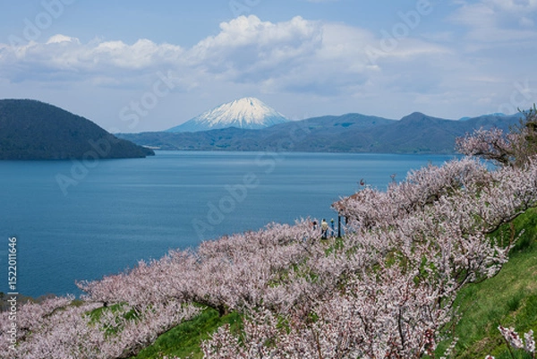 Obraz 梅満開の壮瞥公園の展望台から洞爺湖 羊蹄山が見渡せる絶景