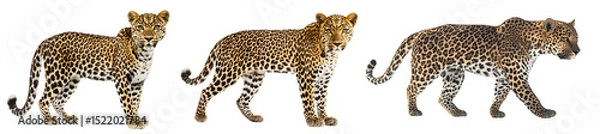 Fototapeta Set of a leopard, isolated on a transparent background.