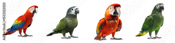 Fototapeta Set of a parrot, isolated on a transparent background.