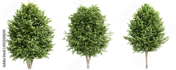 Fototapeta Tilia Platyphyllos Trees with dense green foliage isolated on transparent background.3d rendering.