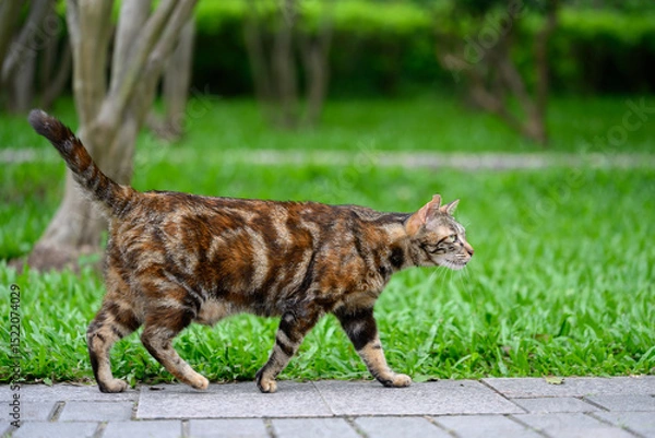 Obraz Cat walks in the park