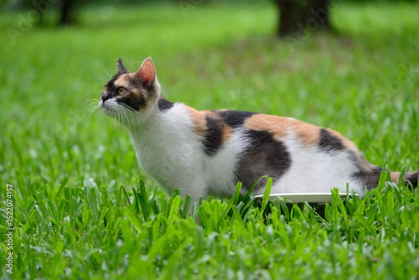 Obraz The Cat on the Grass