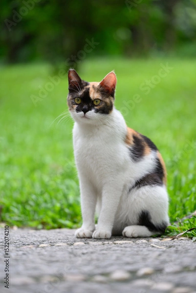 Obraz Cat sitting on the ground in the park