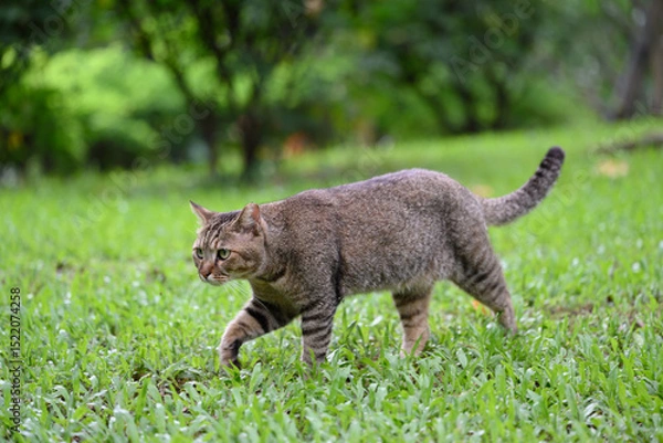 Obraz The Cat walks on grass