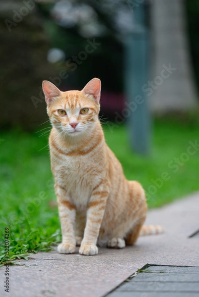 Obraz Cat sitting on the ground in the park