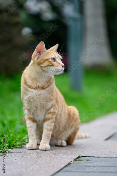 Obraz Cat sitting on the ground in the park