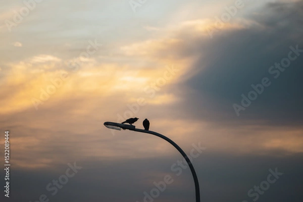 Fototapeta Silhouette of two crows sitting on street lamp at dusk