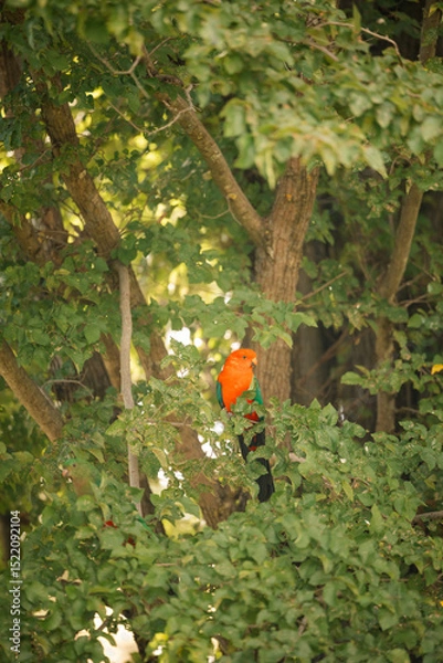 Fototapeta Colourful king parrots perched on branches amid vibrant green foliage in lush elm tree leaves