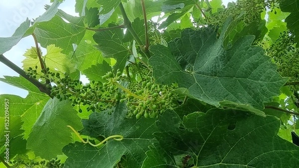 Fototapeta grapes row little baby green on viney