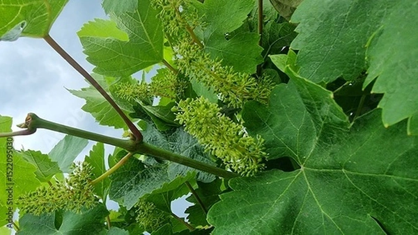Fototapeta grapes row little baby green on viney
