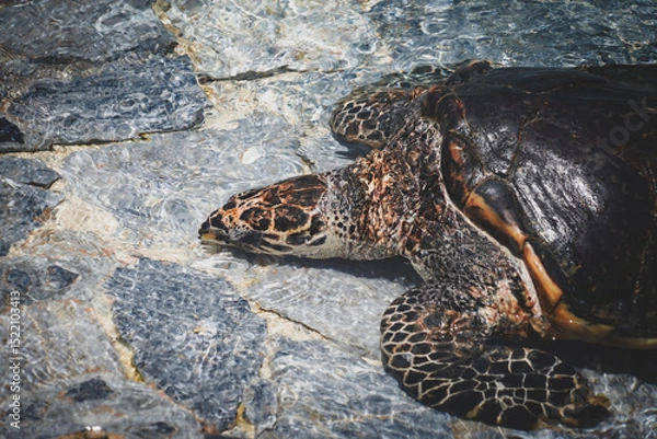 Obraz the sea turtle on the stone with dramatic tone