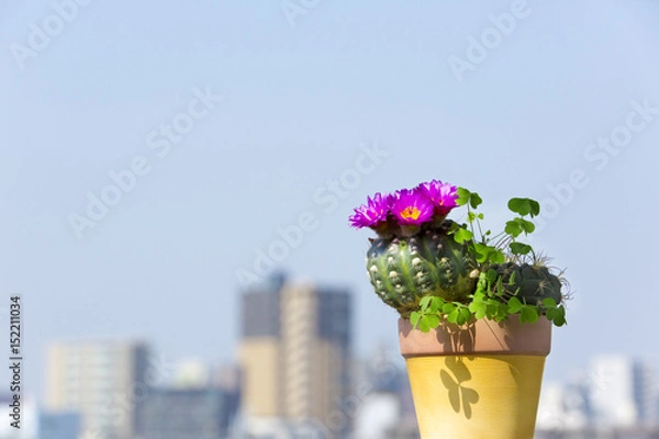 Fototapeta ベランダのサボテン