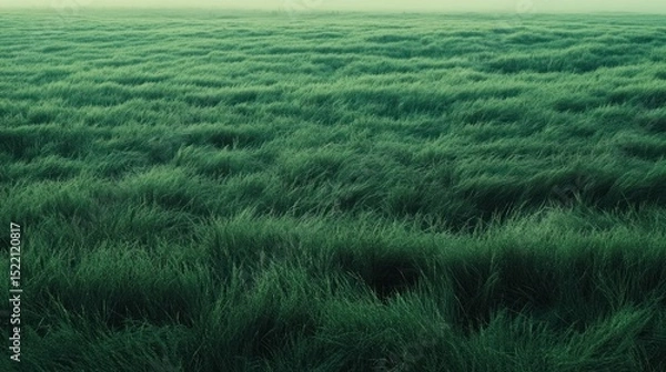 Obraz A large field of green grass blowing in the wind