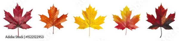 Obraz Collection set of Maple leaf isolated on white and transparent background, cut out png