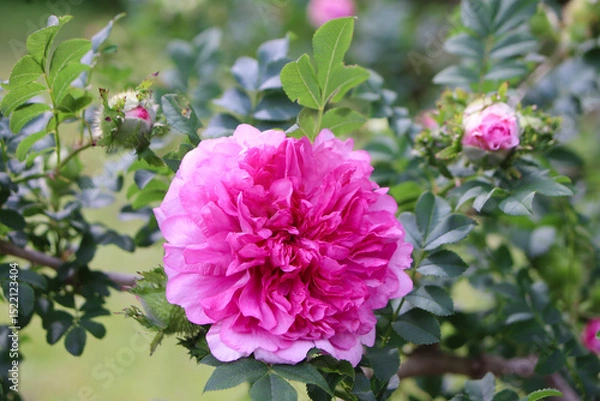 Obraz イザヨイバラ