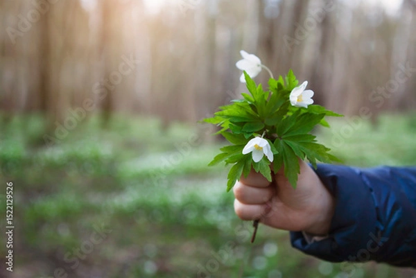 Fototapeta A bouquet of the first forest flowers in a child's hand.