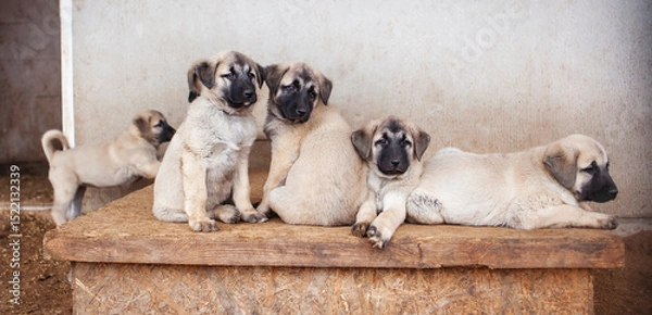 Fototapeta Portrait of a Kangal puppy showing all the qualities of an elite breed.