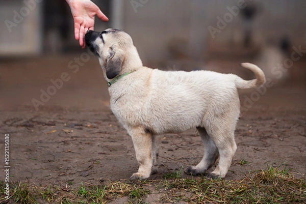 Fototapeta Portrait of a Kangal puppy showing all the qualities of an elite breed.