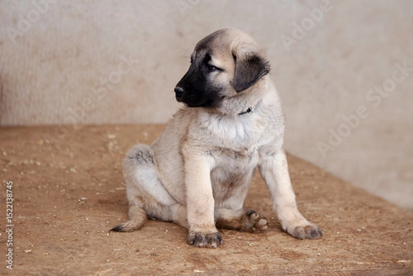 Fototapeta Portrait of a Kangal puppy showing all the qualities of an elite breed.