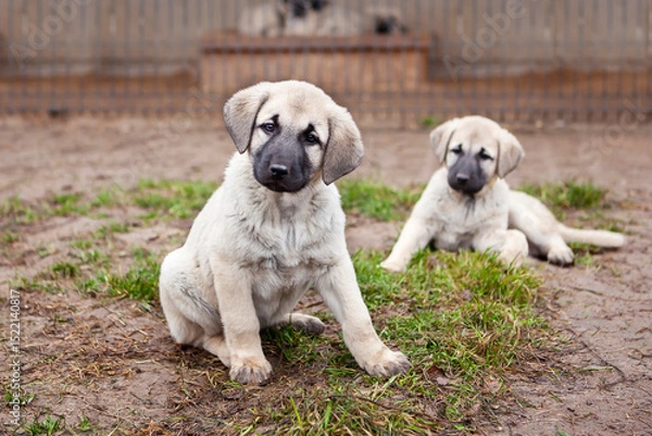 Fototapeta Portrait of a Kangal puppy showing all the qualities of an elite breed.