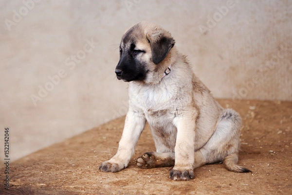 Fototapeta Portrait of a Kangal puppy showing all the qualities of an elite breed.