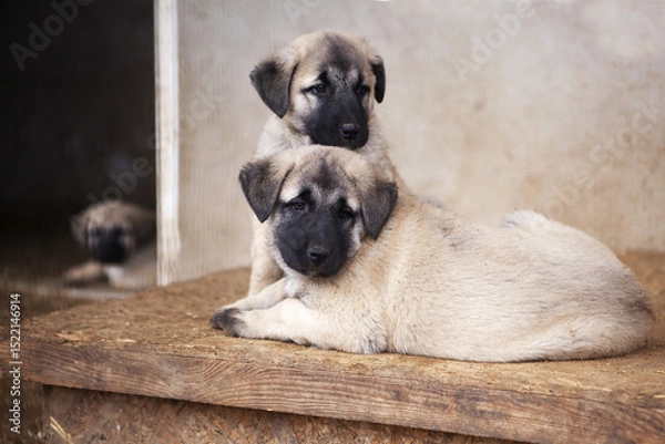 Fototapeta Portrait of a Kangal puppy showing all the qualities of an elite breed.