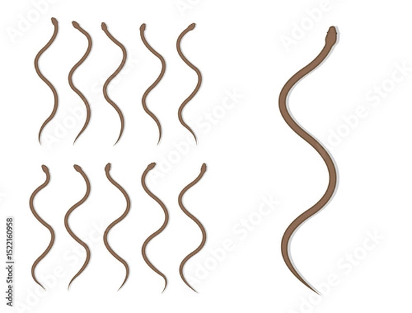 Fototapeta Eastern Brown Snake Animal Animation Sequence Cartoon Vector