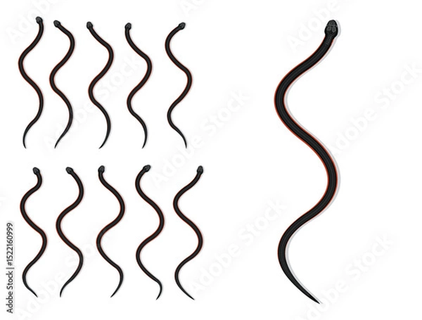 Fototapeta Red-Bellied Black Snake Animal Animation Sequence Cartoon Vector