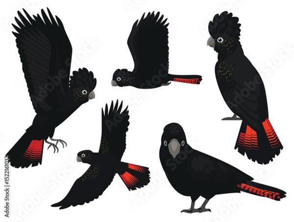 Fototapeta Red-Tailed Black Cockatoo Bird Parrot Various Poses Cartoon Vector Character