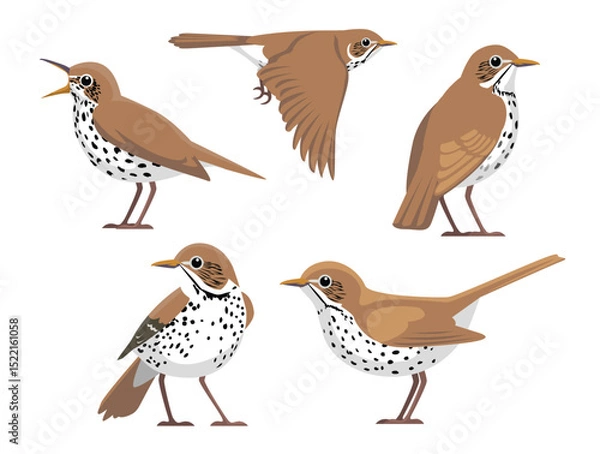 Fototapeta Wood Thrush Bird Various Poses Cartoon Vector Character