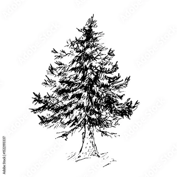 Fototapeta Spruce tree, vector illustration, hand drawn. Graphic with liner