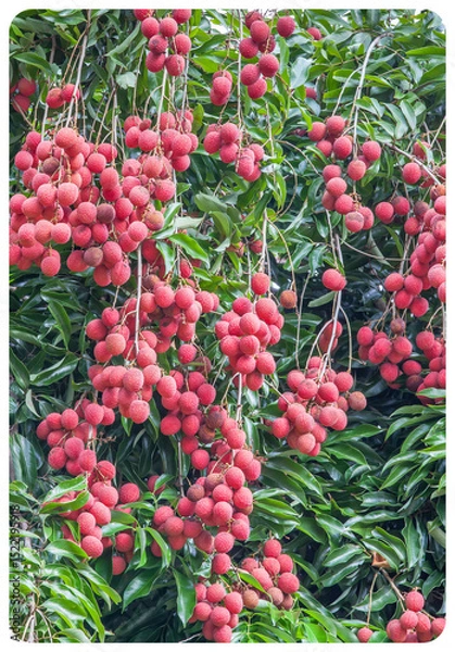 Obraz Litchis 