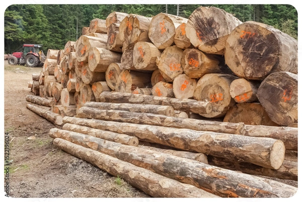Obraz Billes de bois en forêt 