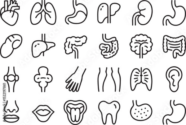 Fototapeta Medical organs line icon set. Vector pictograms of anatomy, body parts, kidney, bladder, pancreas, intestine, thyroid, pelvis, skeleton, joint, hand, nose, mouth, tongue, thin linear icon illustration