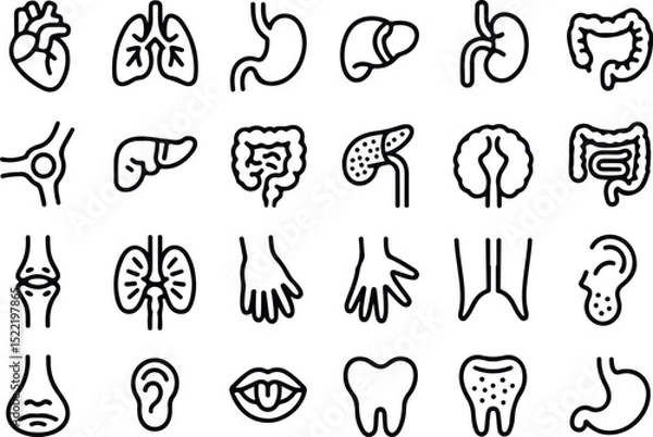 Fototapeta Medical organs line icon set. Vector pictograms of anatomy, body parts, kidney, bladder, pancreas, intestine, thyroid, pelvis, skeleton, joint, hand, nose, mouth, tongue, thin linear icon illustration
