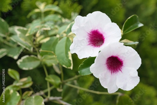 Obraz 美しいパンドレアの花と斑入りの葉