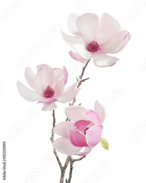 Fototapeta Purple magnolia flower, Magnolia felix isolated on white background, with clipping path 