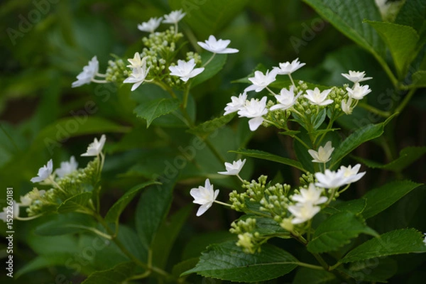 Obraz 庭に咲いた白い紫陽花の花