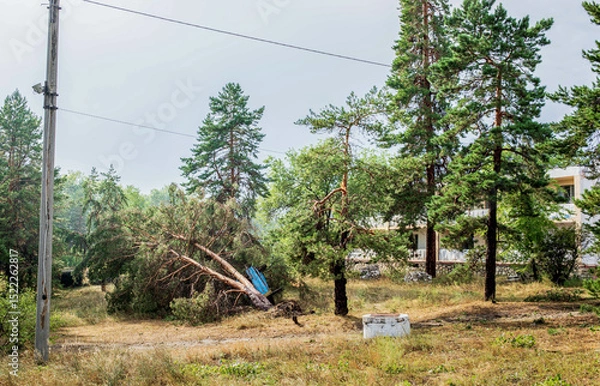 Obraz Fallen tree in forest aftermath of hurricane with damaged landscape and power lines