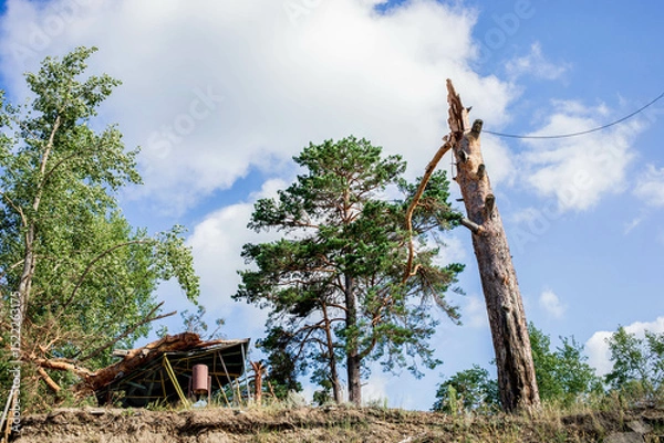 Obraz Fallen tree in forest landscape after hurricane, showcasing summer damage and nature's resilience
