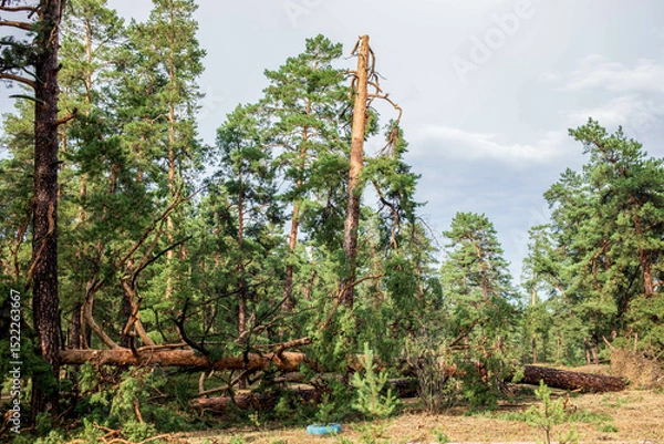 Obraz Fallen trees in a forest after a summer hurricane, showcasing nature's resilience and destruction